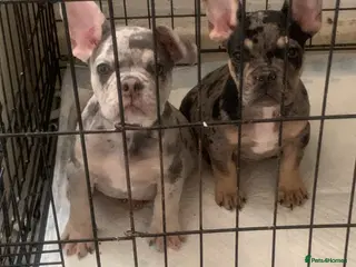French Bulldog dogs 2 left French bulldog puppy's for sale - Advert 16
