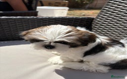 Shih Tzu dogs for sale: Puppies Shih tzu  in Peterborough - Image 14