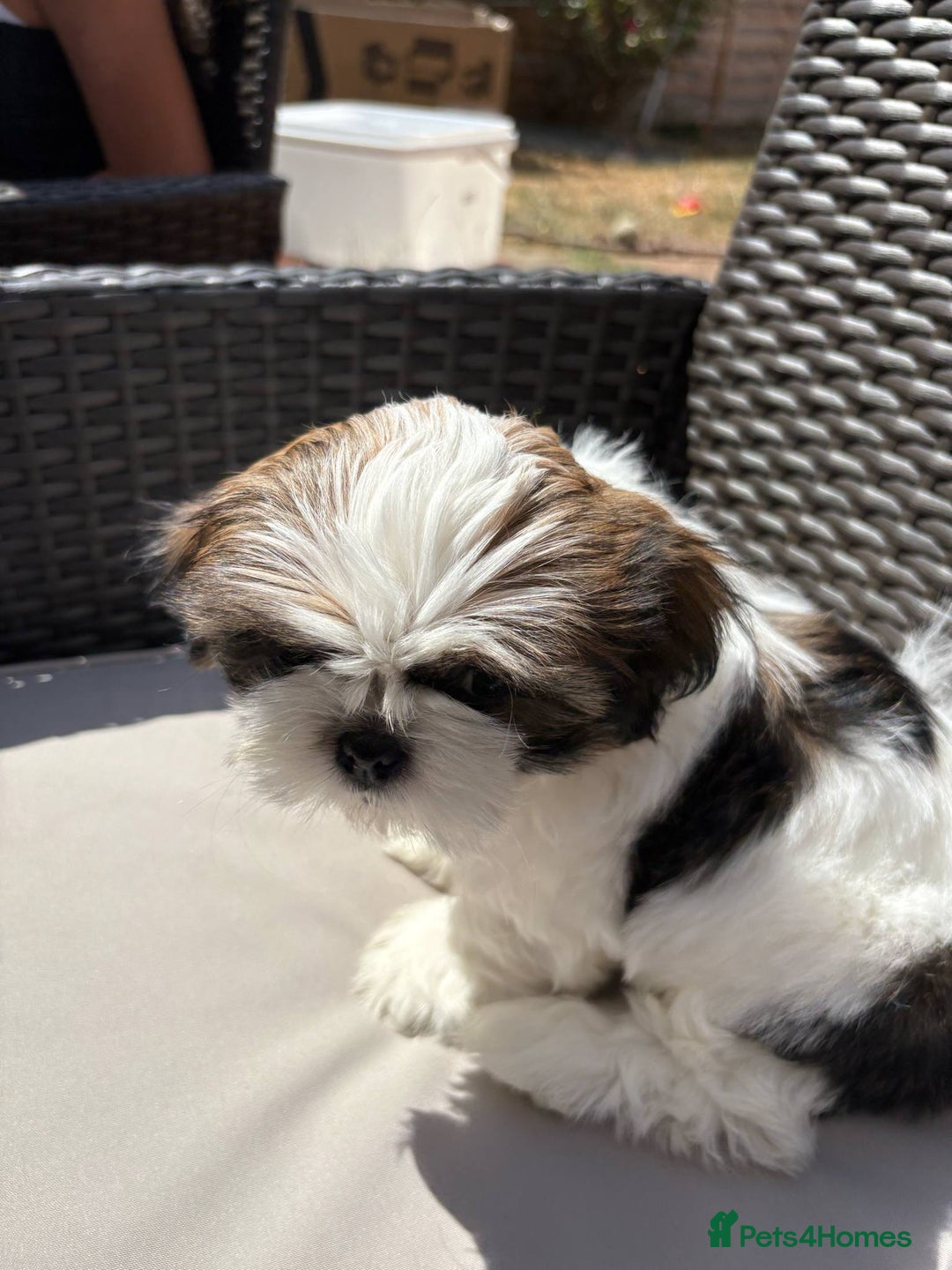 Shih Tzu dogs for sale: Puppies Shih tzu  in Peterborough - Image 14