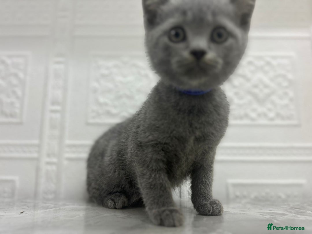 Russian Blue cats for sale: Russian Blu/British Blu - Image 15