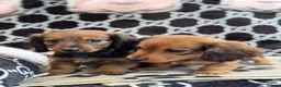 Dachshund dogs for sale: Longhaired Dachshund puppies in Wymondham - Advert 5