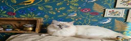 Ragdoll cats for stud: Highly Experienced Stunning Lilac Ragdoll Stud - Advert 2