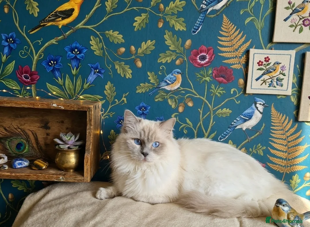 Ragdoll cats for stud: Highly Experienced Stunning Lilac Ragdoll Stud - Advert 2