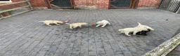Labrador Retriever dogs for sale: Beautiful Labrador Puppies - Advert 3
