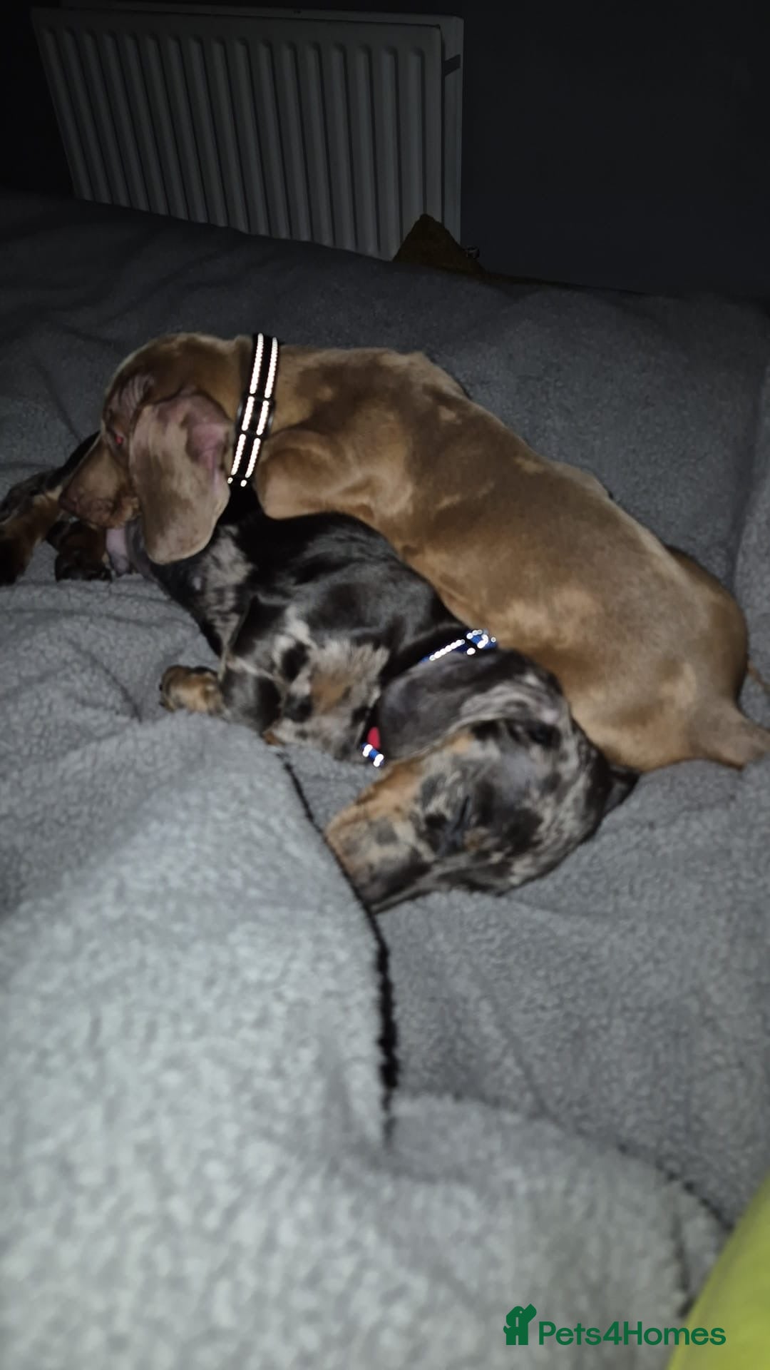 Miniature Dachshund dogs for sale: 2 Male Miniature Dachshunds  - Image 9