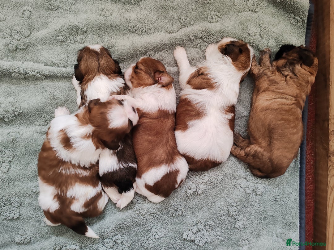 Shih Tzu dogs for sale: Shih Tzu - Image 15