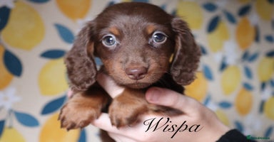 Miniature Dachshund dogs - Advert 13