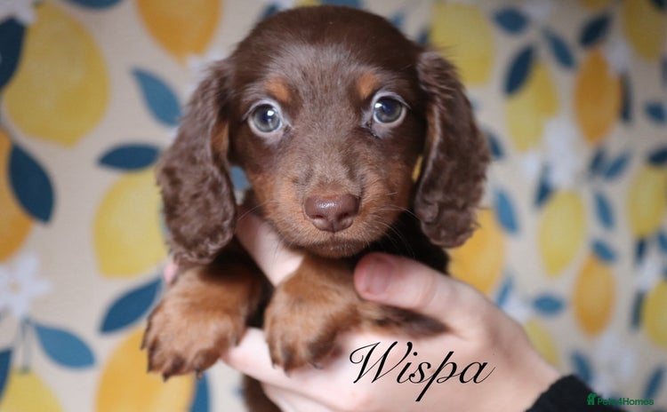 Miniature Dachshund dogs - Advert 9