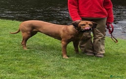 Rhodesian Ridgeback dogs for sale: LADYLIUWA KC REG. LITTER: LAST TWO PUPS FOR SALE in Grantham - Image 29