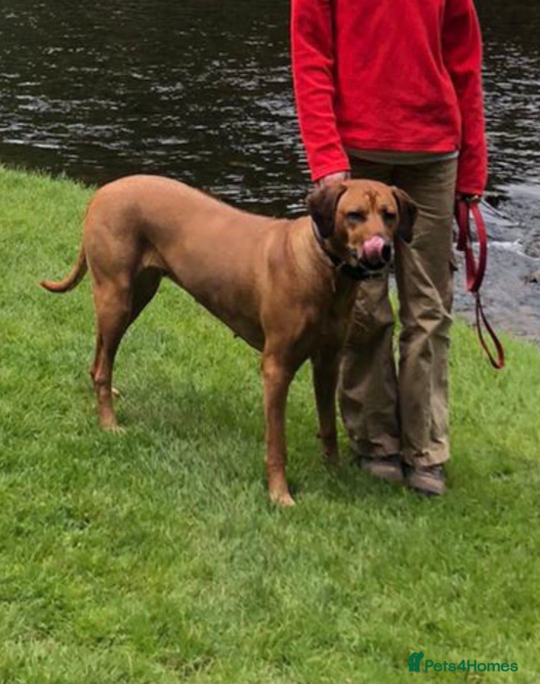 Rhodesian Ridgeback dogs for sale: LADYLIUWA KC REG. LITTER: LAST TWO PUPS FOR SALE in Grantham - Image 29