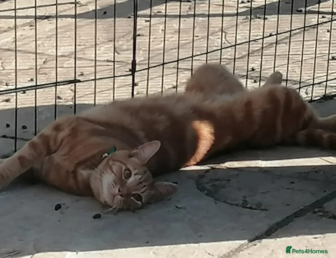 Mixed Breed cats for adoption: Garfield Ginger Boy - Image 1