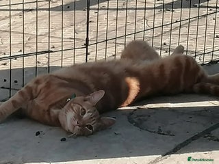 Mixed Breed cats - Advert 23