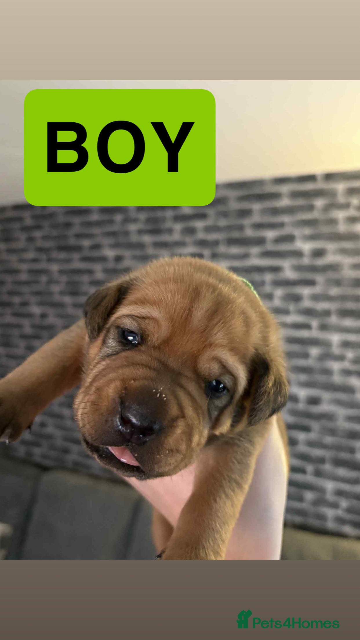 Mixed Breed dogs Rottweiler x Dogue De Bordeaux puppies - Advert 1