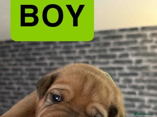 Mixed Breed dogs Rottweiler x Dogue De Bordeaux puppies - Advert 1