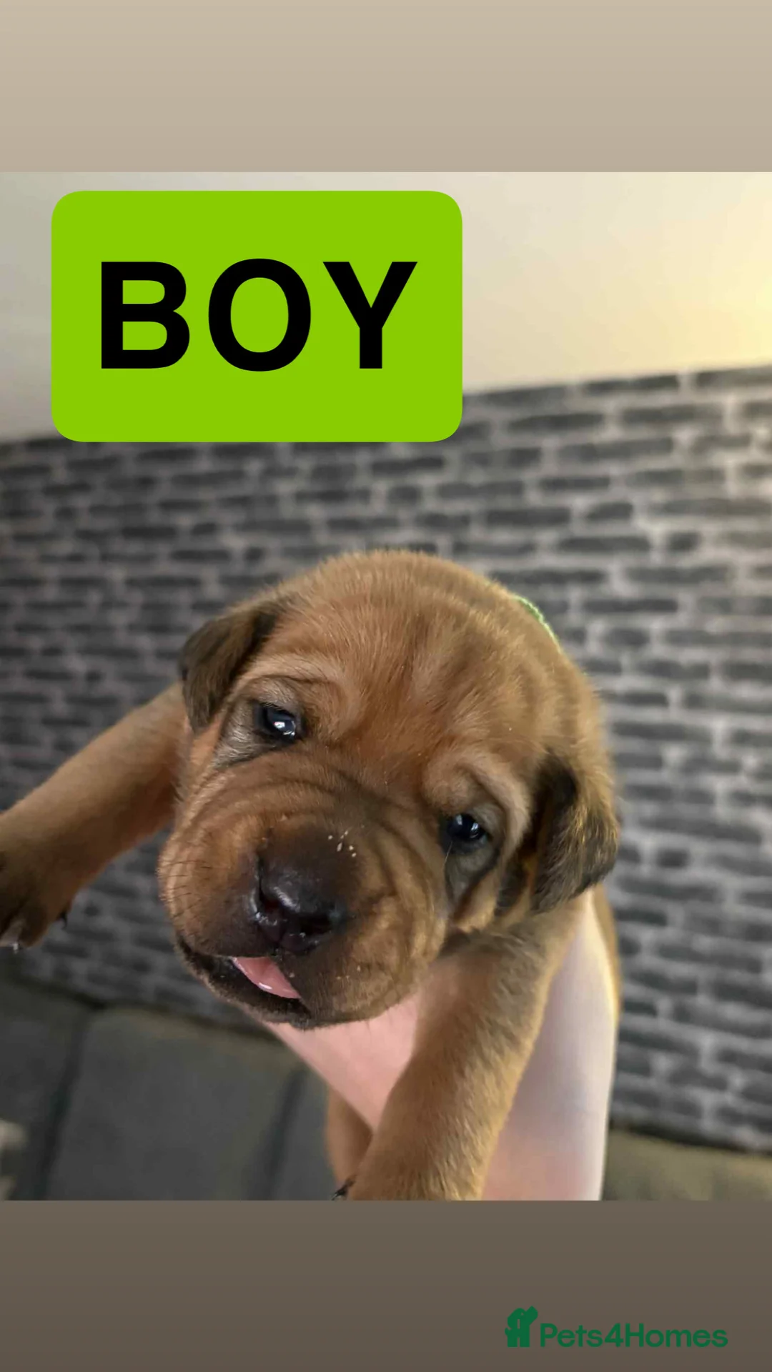 Mixed Breed dogs for sale: Rottweiler x Dogue De Bordeaux puppies - Advert 3
