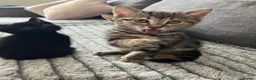Bengal cats for sale: Beautiful Bengal cross Kittens for sale - Advert 3