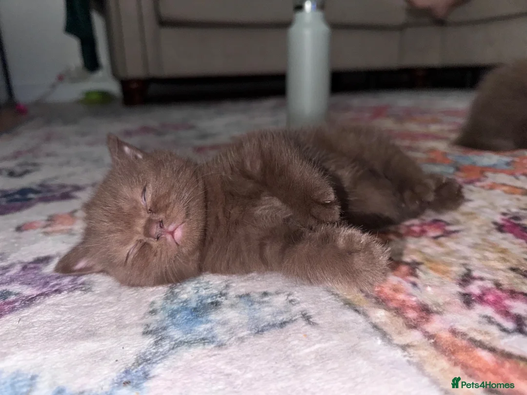 British Shorthair cats for sale: Chocolate Kitten - Advert 1