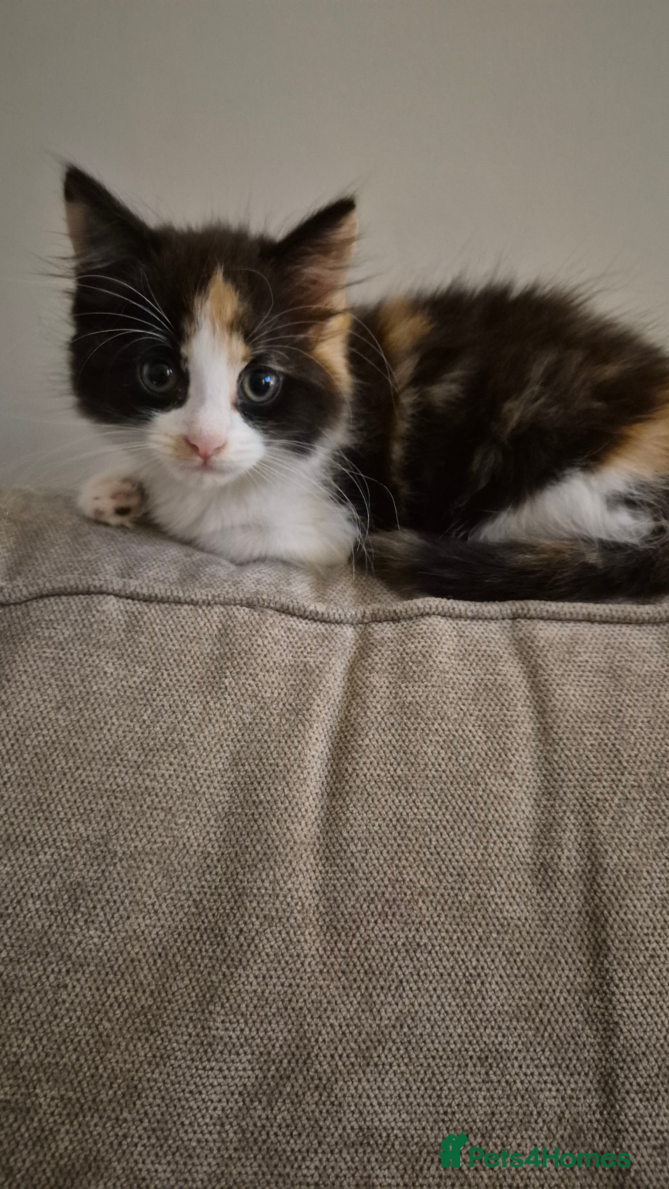 Turkish Angora cats Turkish Angora cat - Advert 1