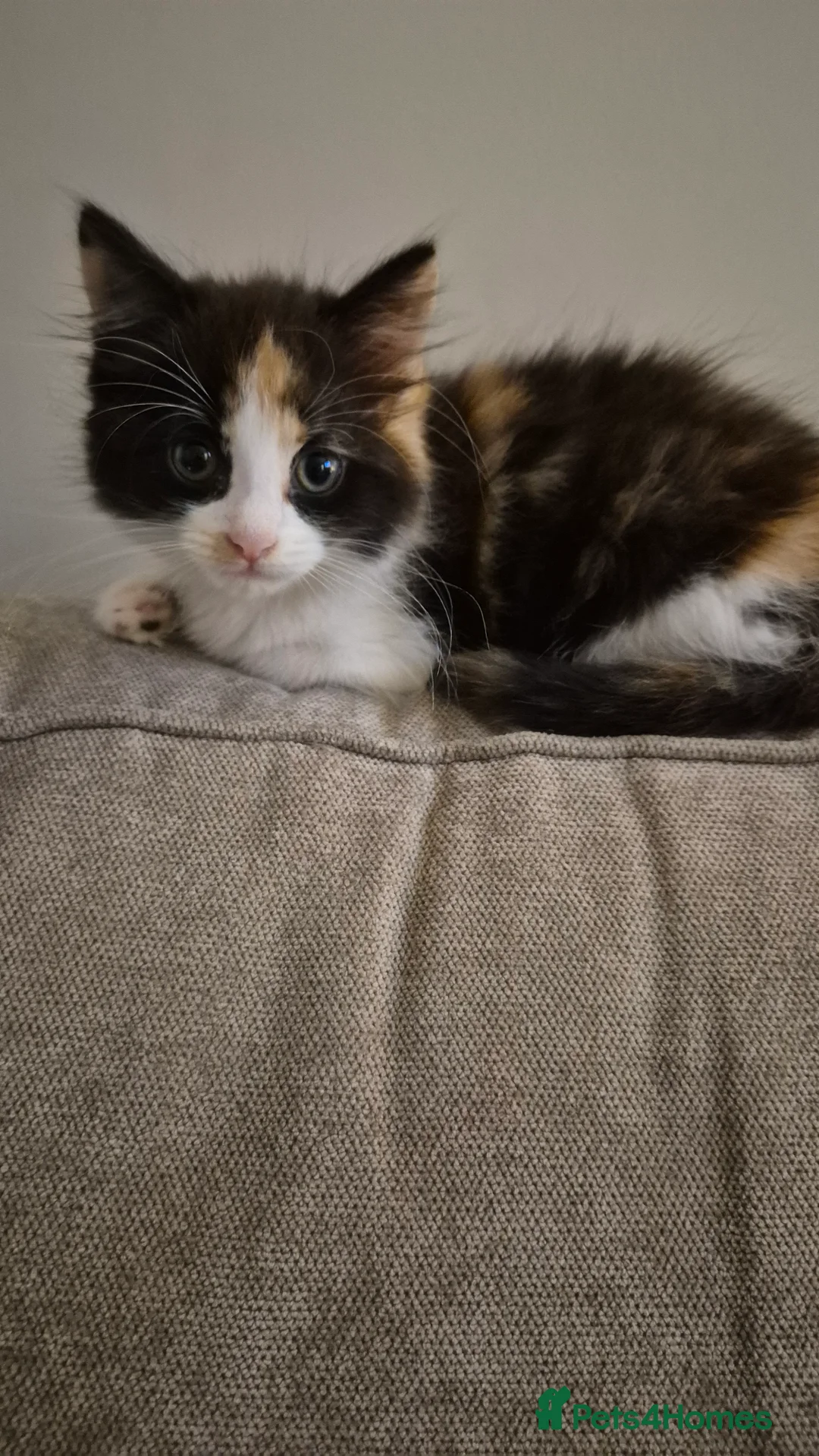 Turkish Angora cats for sale: Turkish Angora cat - Advert 1