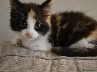 Turkish Angora cats Turkish Angora cat - Advert 1