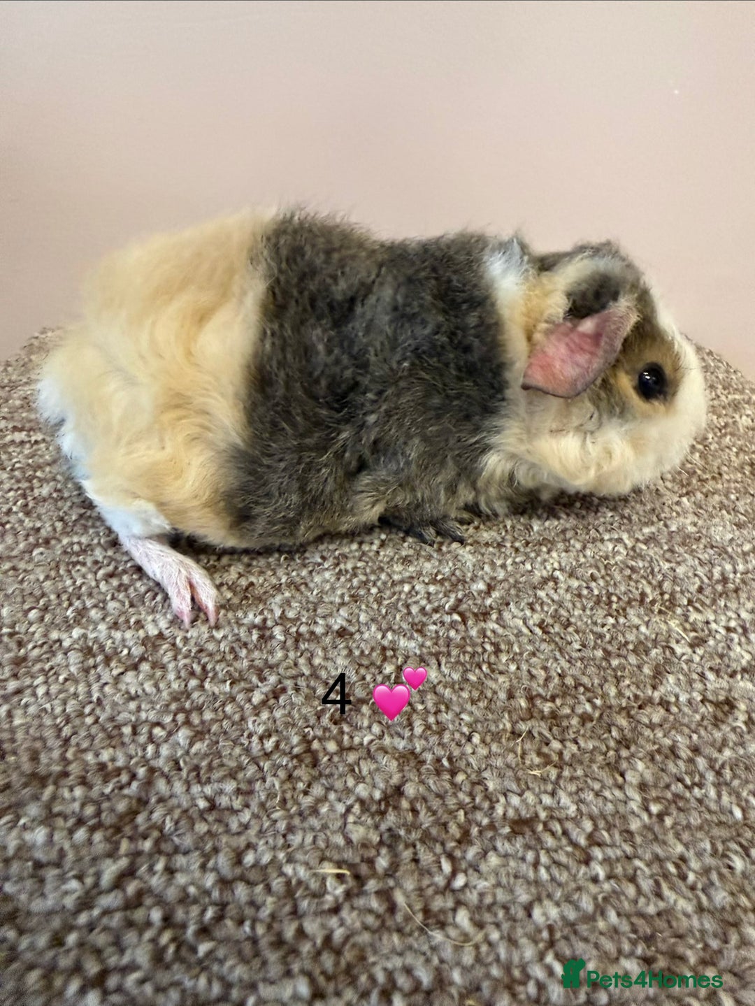 Guinea Pig rodents for sale: Rex & Teddy sows - Advert 7