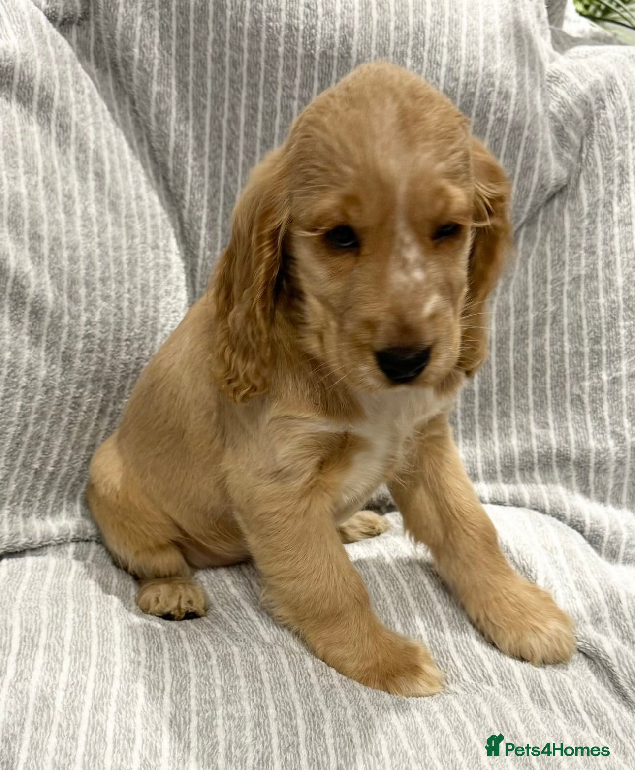 Cocker Spaniel dogs 🐶 Cocker Spaniel Puppies Ready Soon! 🏡 - Advert 12