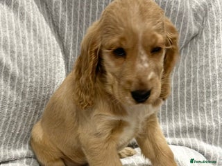 Cocker Spaniel dogs 🐶 Cocker Spaniel Puppies Ready Soon! 🏡 - Advert 12