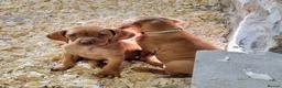 Hungarian Vizsla dogs for sale: Beautiful KC Registered Hungarian Vizsla Puppies  - Advert 15