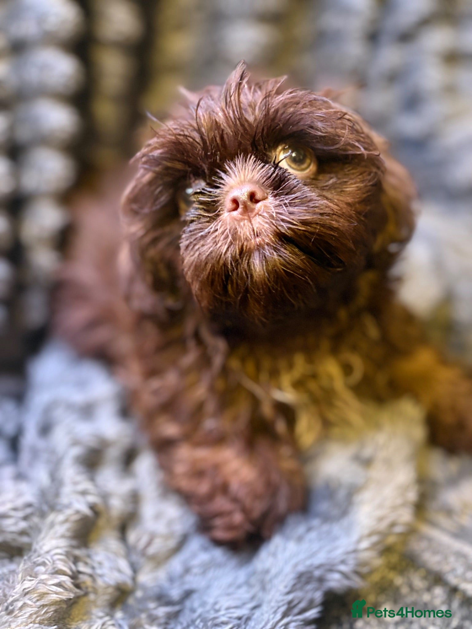 Shih Tzu dogs Fully Vaccinated KC Reg Ready to Go - Advert 2