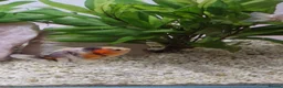 Fancy Goldfish fish for sale: Fancy Goldfish - Advert 2