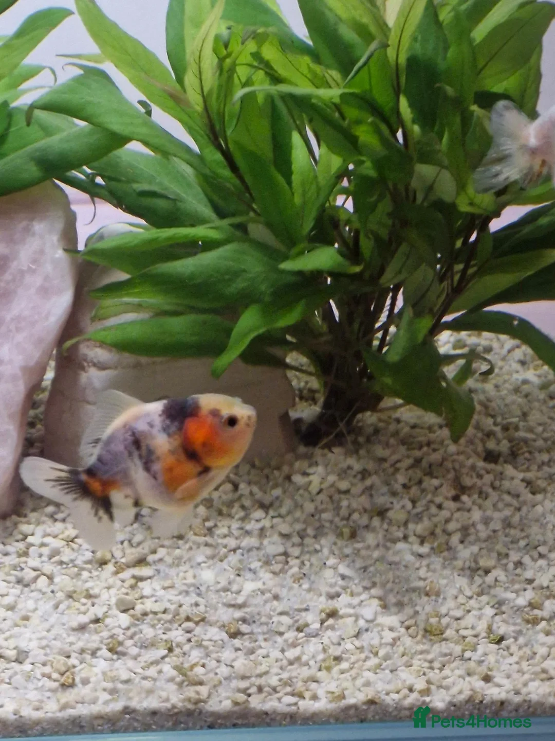 Fancy Goldfish fish for sale: Fancy Goldfish - Advert 2