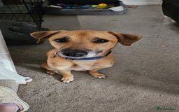 Mixed Breed dogs for adoption: Good Boy Murphy in Northampton - Image 13
