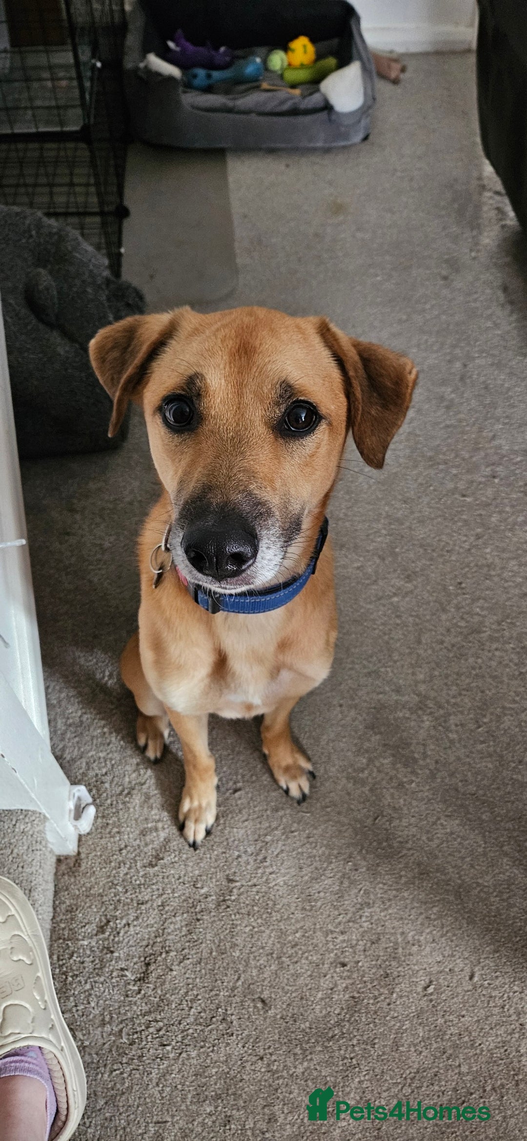 Mixed Breed dogs for adoption: Good Boy Murphy in Northampton - Image 13