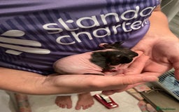 Guinea Pig rodents for sale: Guinea pigs (skinny) - Image 7