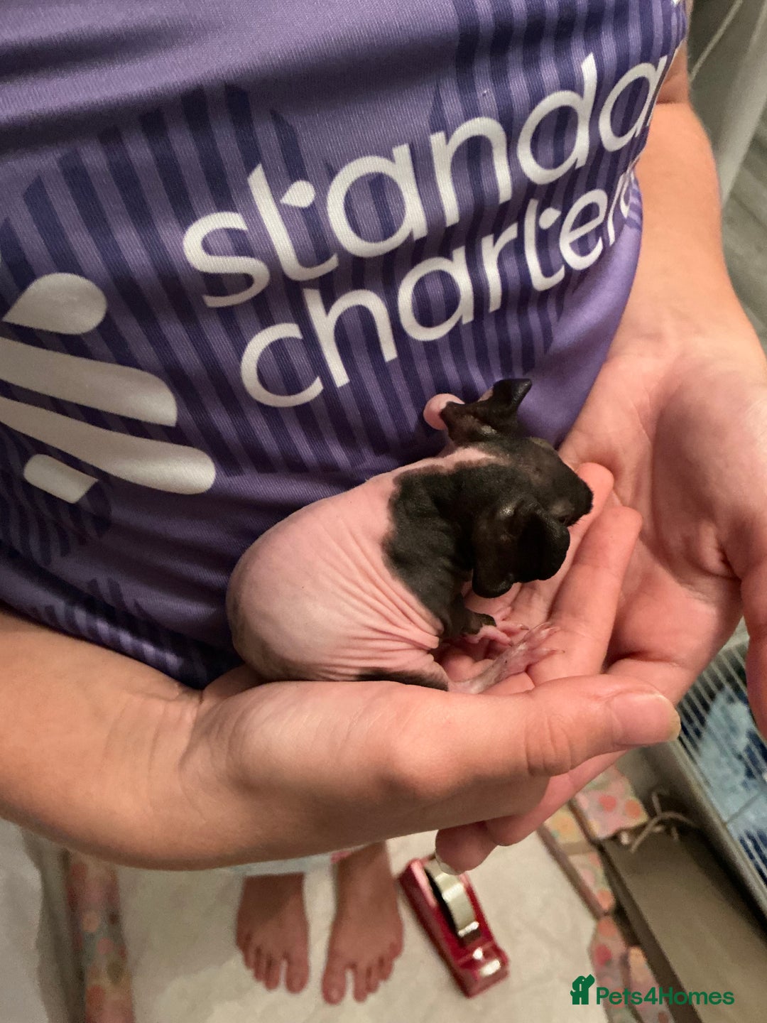Guinea Pig rodents for sale: Guinea pigs (skinny) - Image 7