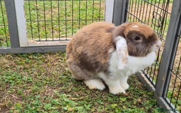 Mini Lop rabbits for sale: brown and white mini lop rabbit buck.  - Image 4