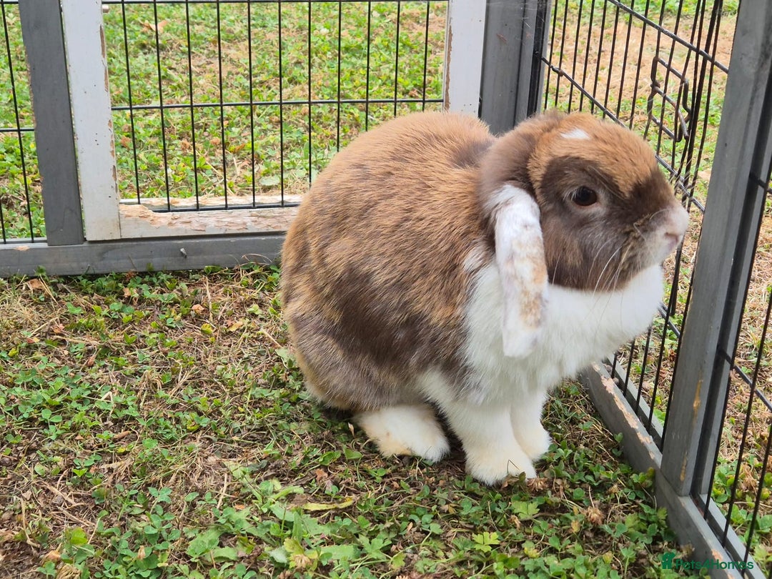Mini Lop rabbits for sale: brown and white mini lop rabbit buck.  - Image 4