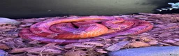 Corn Snake reptiles for sale: Beautiful corn snake looking for new home  in Edenbridge - Advert 8