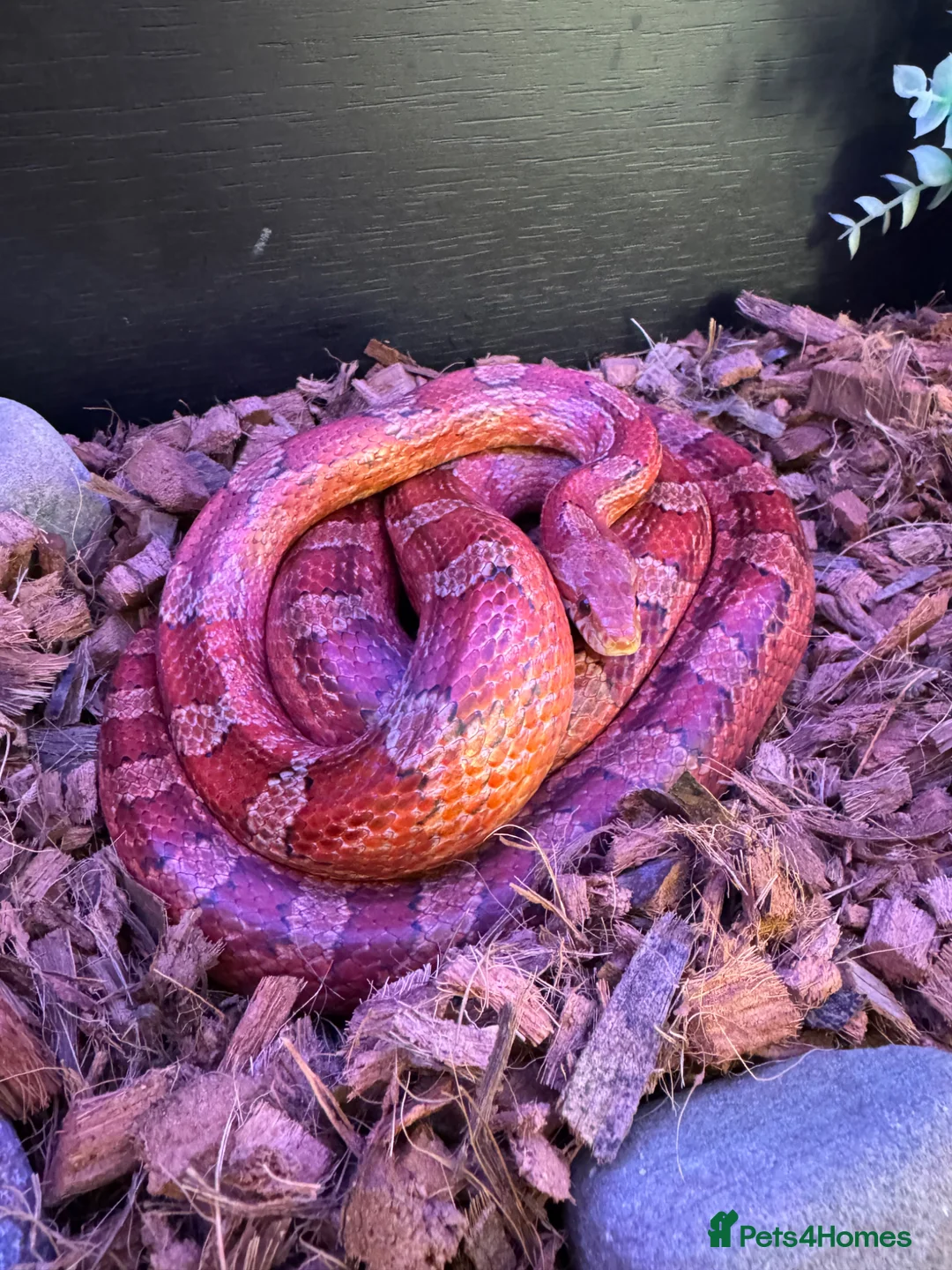 Corn Snake reptiles for sale: Beautiful corn snake looking for new home  in Edenbridge - Advert 8