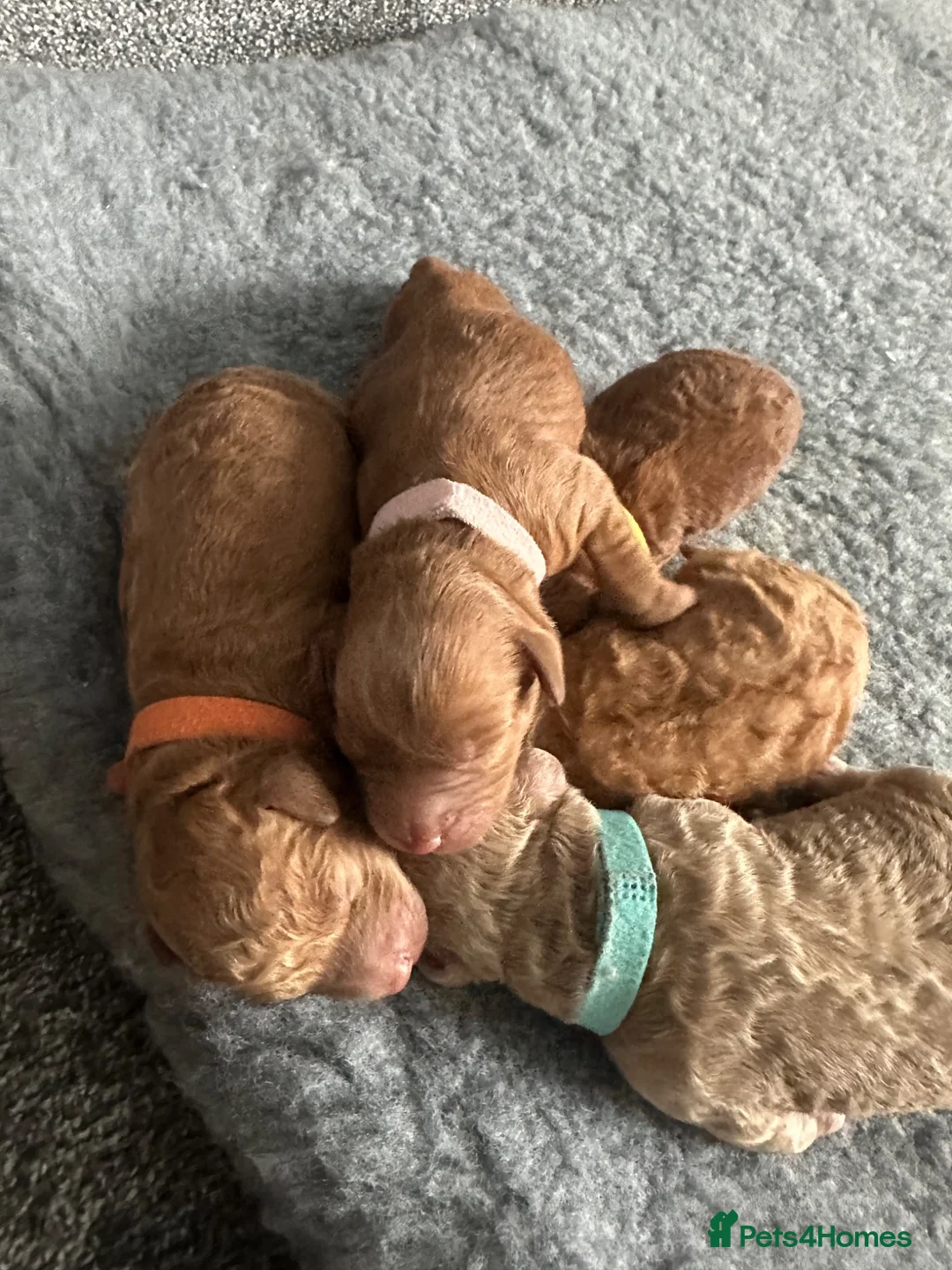 Cockapoo dogs for sale: Adorable f2 cockapoo in Ilkley - Advert 6
