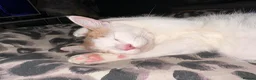 Domestic Shorthair cats for sale: Pancake/ Hunter  in Dudley - Advert 9