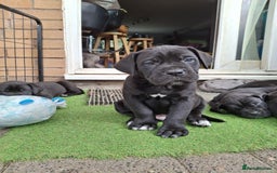 Mixed Breed dogs for sale: HARLEQUINN CANE CORSO X AMERICAN BULLDOGGE - Image 7