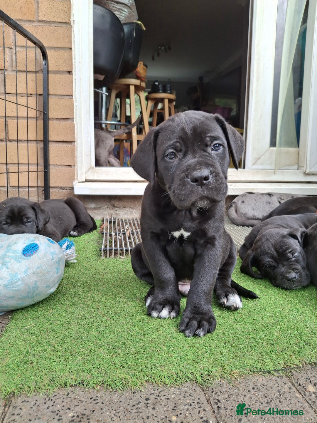 Mixed Breed dogs for sale: HARLEQUINN CANE CORSO X AMERICAN BULLDOGGE - Image 7