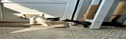 British Shorthair cats for sale: Tortoiseshell kitten - Advert 5
