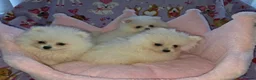 Pomeranian dogs for sale: 3 gorgeous, small white Pomeranians ready now!! - Advert 18