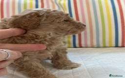 Toy Poodle dogs for sale: Tiny toy poodle boys  - Advert 29