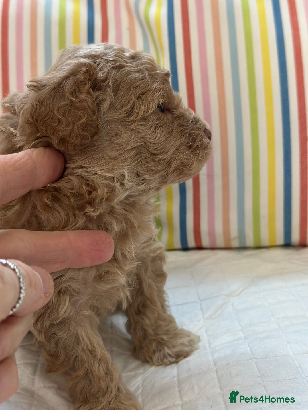 Toy Poodle dogs for sale: Tiny toy poodle boys  - Advert 29