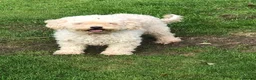 Maltipoo dogs for sale: Maltipoo puppies for sale  - Advert 24