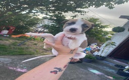 Lurcher dogs for sale: Eight gorgeous mix breed pups - Image 12