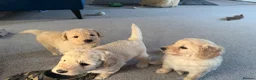 Goldendoodle dogs for sale: Goldendoodle puppies - Advert 8